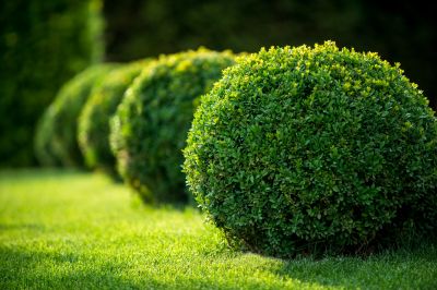 Shrub Maintenance
