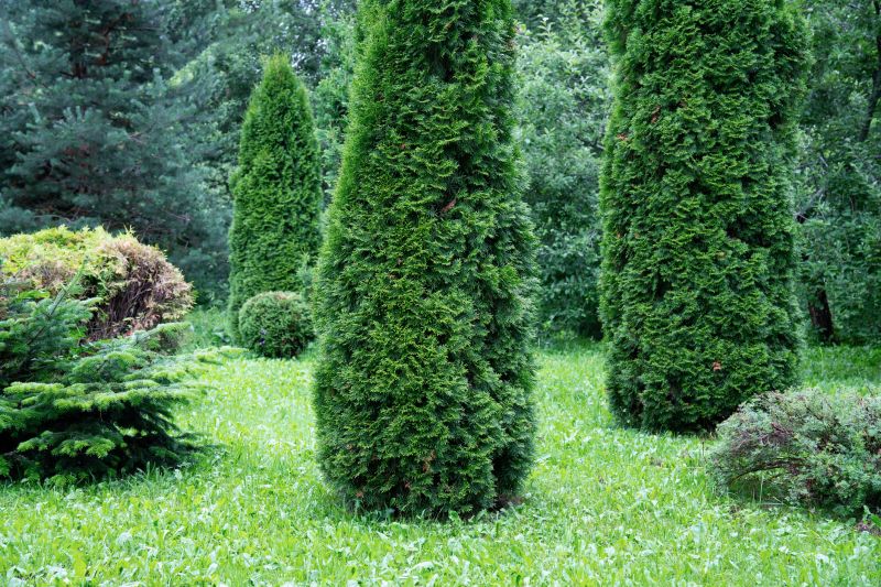 Well Pruned and Shaped Shrubs
